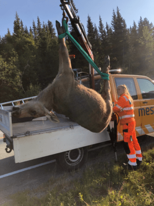 Christina vinsjer en elg opp på bilen